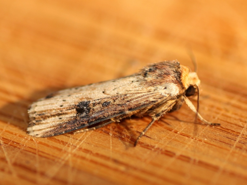 Noctuidae 1 da ID - Axylia putris